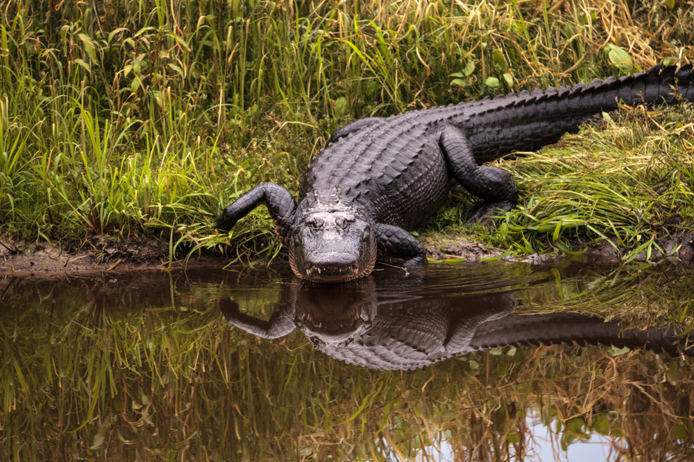 alligator.shutterstock 1007656567
