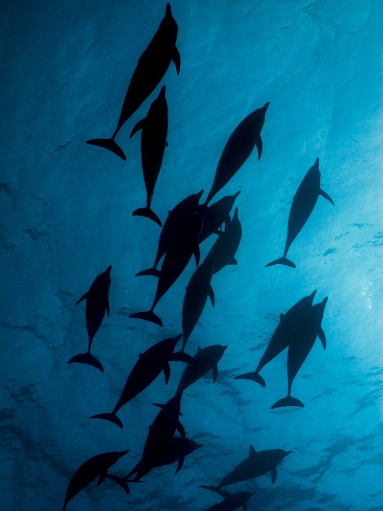 shutterstock 115885258.dolphin