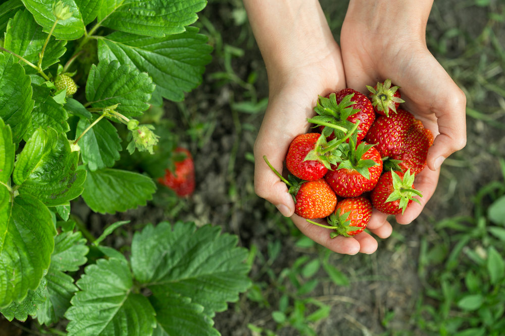 HOLD THE BERRIES Strawberries May Be Linked To Disease Outbreak