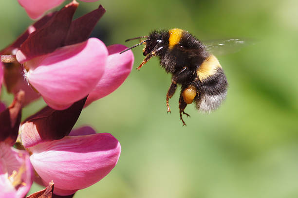 bumble bee