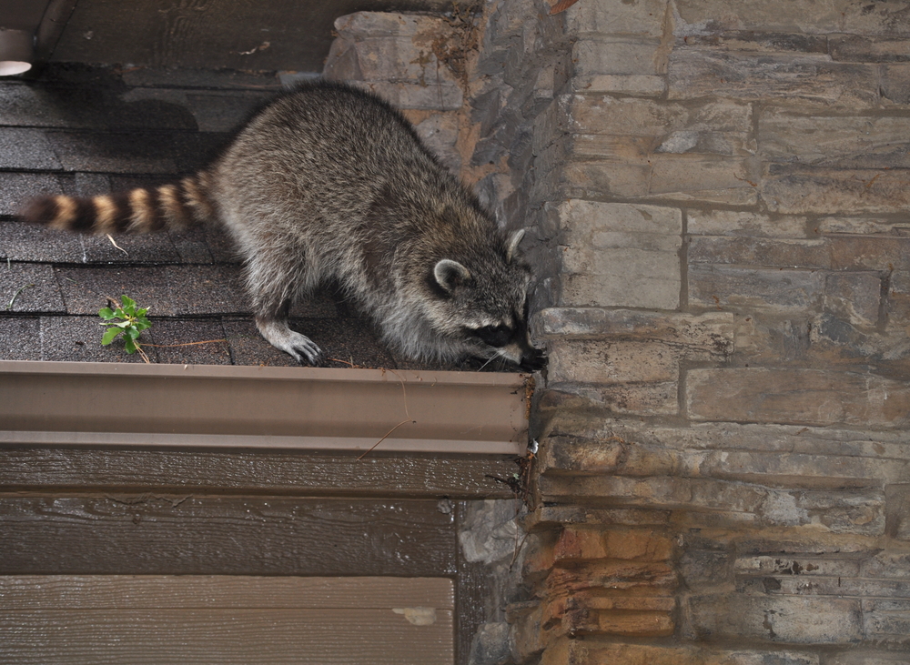 shutterstock 76087609.raccoon