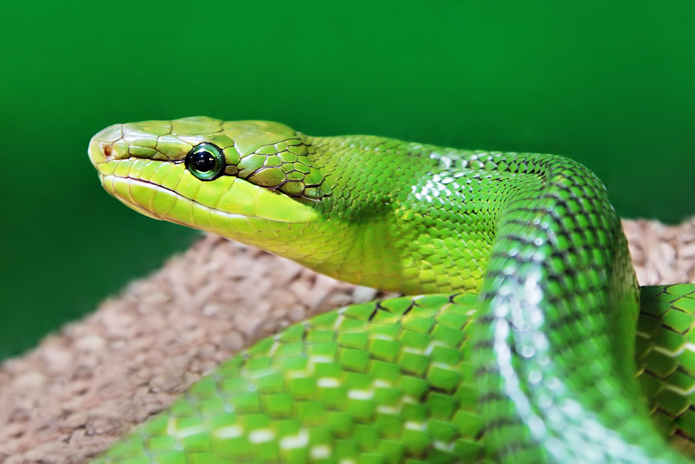 Disssgusting! What Part Of A Snake Was Found In An Airline Meal?