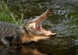 Florida Man Strikes Again! Couple Taking Dip in a Creek Hand Feeds Gators Pork Sandwich!