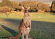 Kangaroo Kills Man After Gruesome Attack