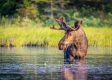 Bullwinkle’s Revenge? Moose Attacks Hunter in Colorado