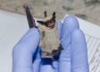 Fauci Funding for Another Pandemic? Grants Money to Same Zoologist at Wuhan to Restart His Experiments on Bats