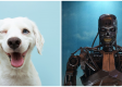 Bad Dog! Chinese Unveil Attack “Robodogs”: Cats on High Alert Worldwide.