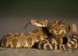 Terror at 65 Thousand Feet As Snake for Some Reason Hitches Ride to Jersey