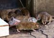 Have Pipe Will Blow: NY Looking to Hire New ‘Rat Czar’