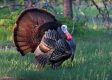 WATCH: Territorial Turkeys Terrify a Massachusetts Town