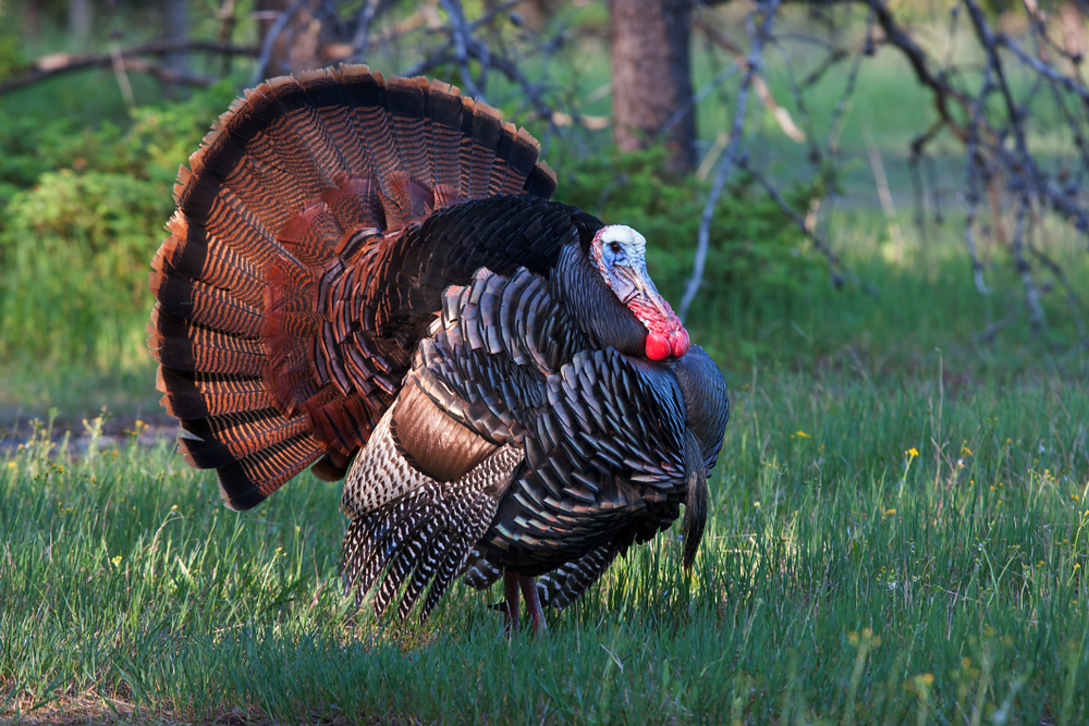 WATCH: Territorial Turkeys Terrify A Massachusetts Town