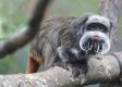 More Monkey Business at the Dallas Zoo As Two Are Stolen in a String of Odd Incidents