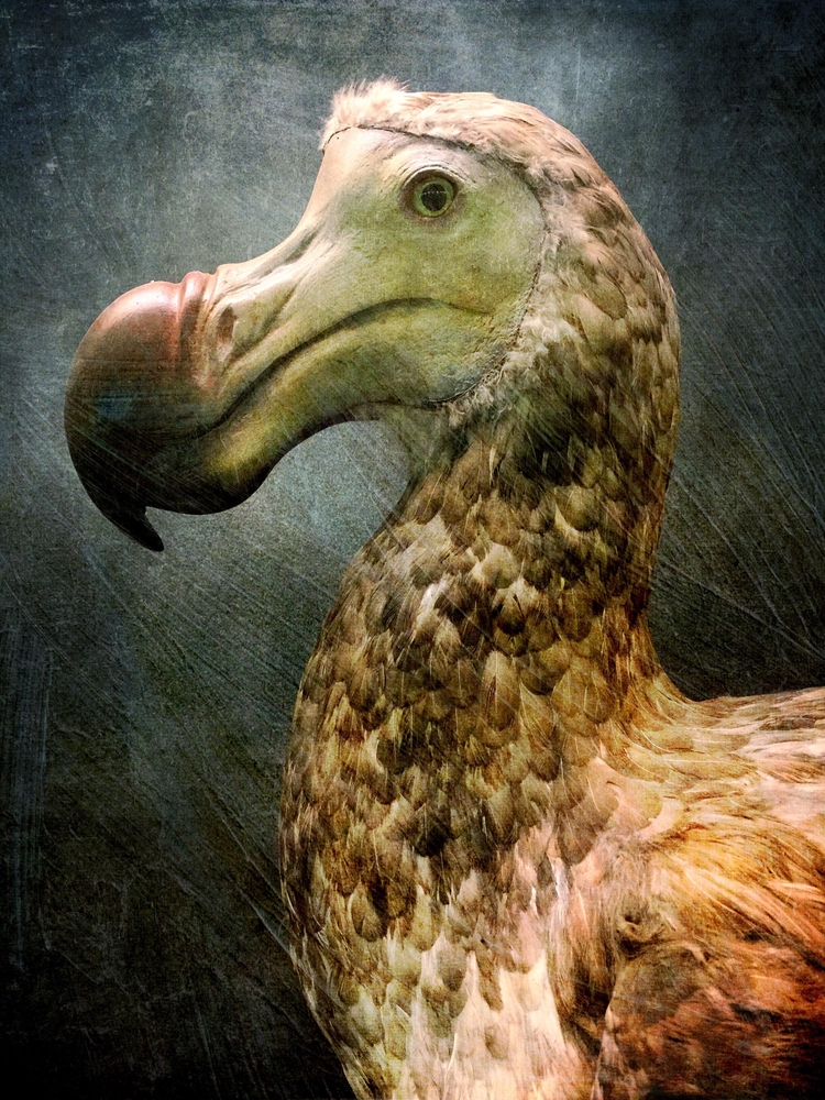 Biotech Company Looks To Resurrect Dodo Bird, Wooly Mammoth Because ...