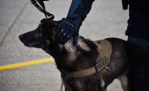 California Dems Want To Ban Use Of Police K9s, The Reason Why Is Ridiculous