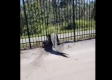 WATCH: Massive Gator Obliterates Metal Fence with Ease