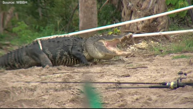 Florida Man Skips Bathroom Line, Loses Arm To Gator In The Process