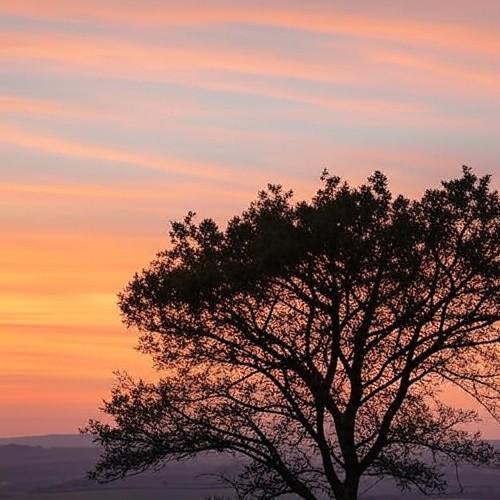 JUST IN: Homan Declares Border Surge—No One Is Safe From Deportation!